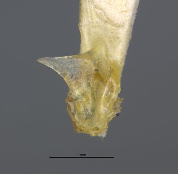 Media type: image;   Entomology 35795 Aspect: habitus dorsal view